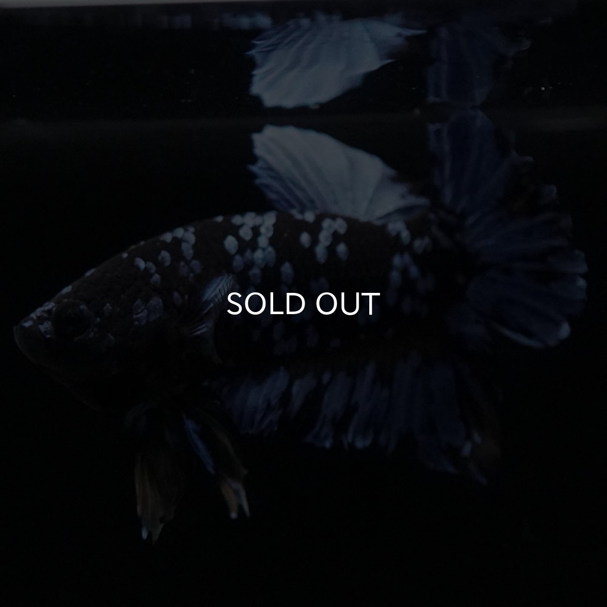 画像5: HMPK　ブルーブラック (5)