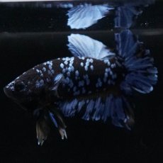 画像5: HMPK　ブルーブラック (5)