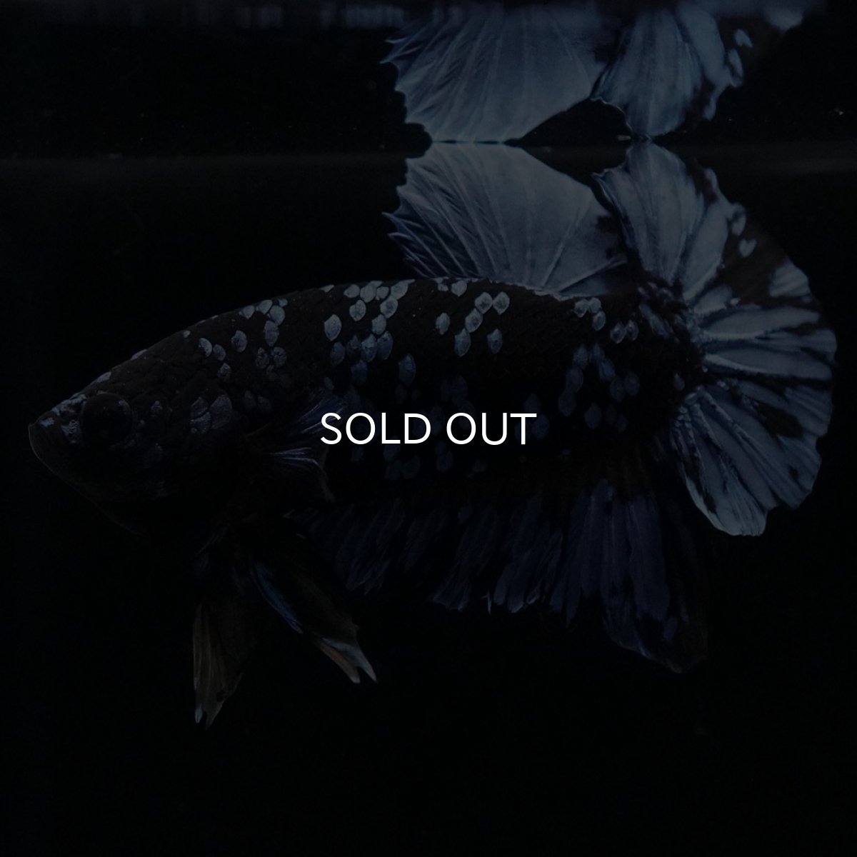 画像3: HMPK　ブルーブラック (3)