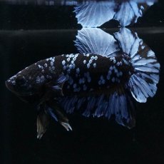 画像3: HMPK　ブルーブラック (3)