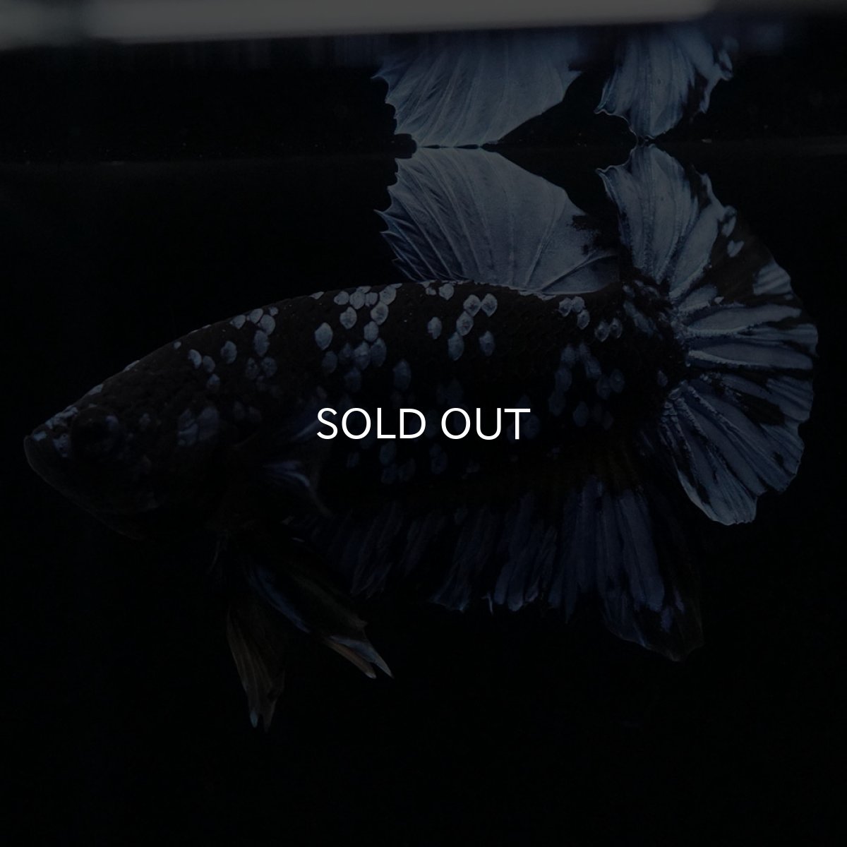 画像9: HMPK　ブルーブラック (9)