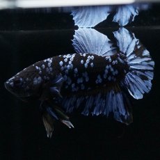 画像9: HMPK　ブルーブラック (9)