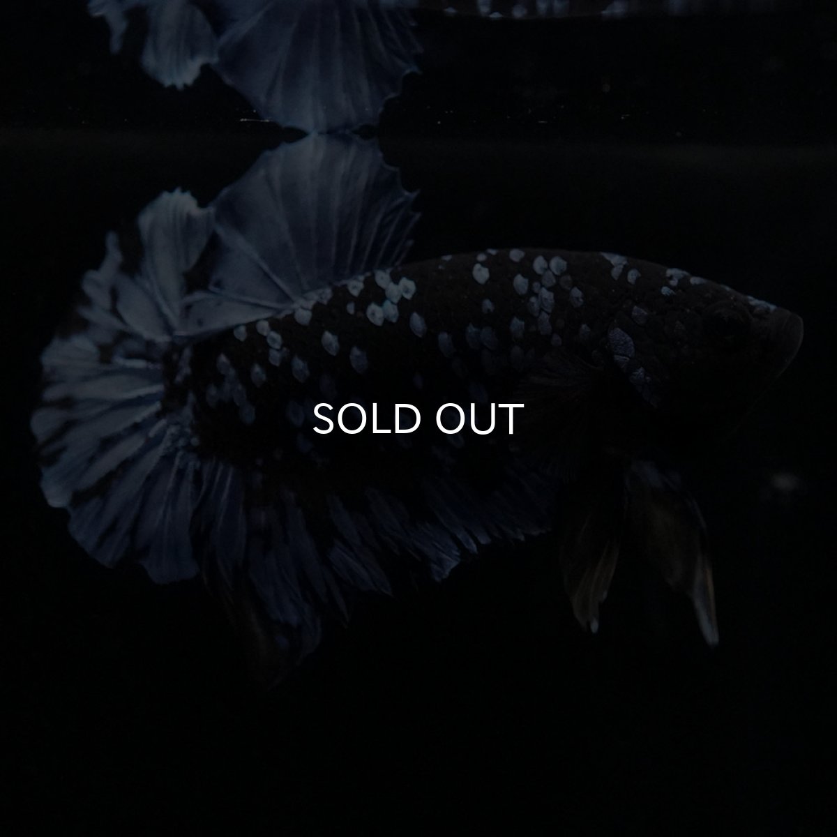 画像10: HMPK　ブルーブラック (10)