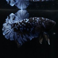 画像10: HMPK　ブルーブラック (10)