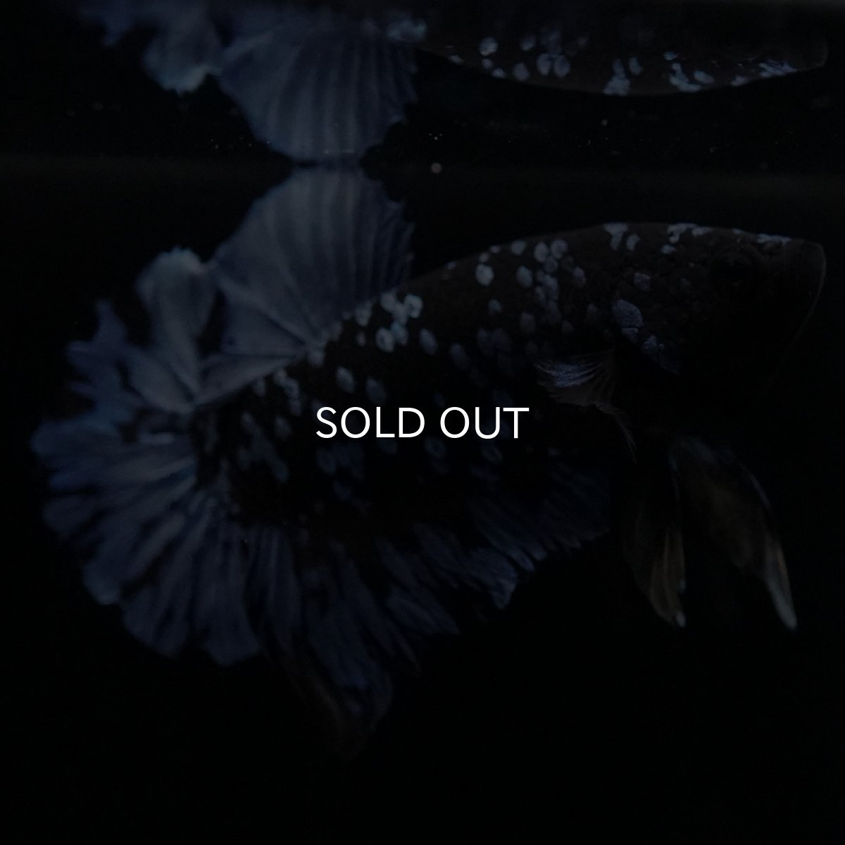 画像8: HMPK　ブルーブラック (8)