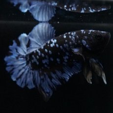 画像8: HMPK　ブルーブラック (8)