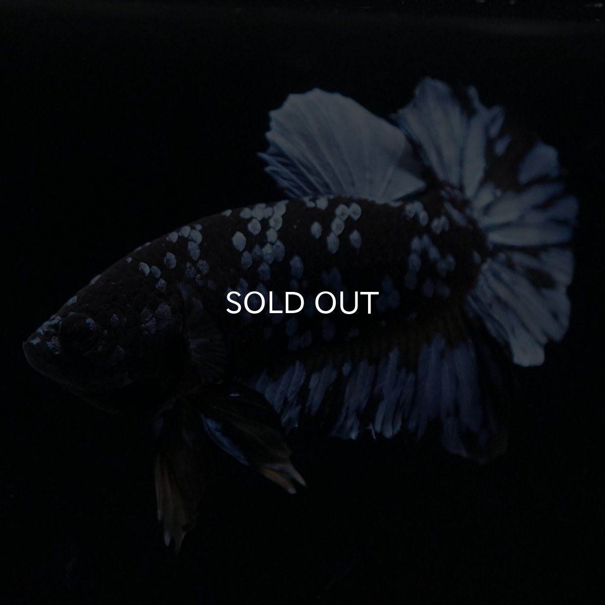 画像7: HMPK　ブルーブラック (7)