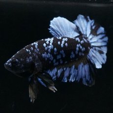 画像7: HMPK　ブルーブラック (7)