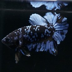 画像1: HMPK　ブルーブラック (1)