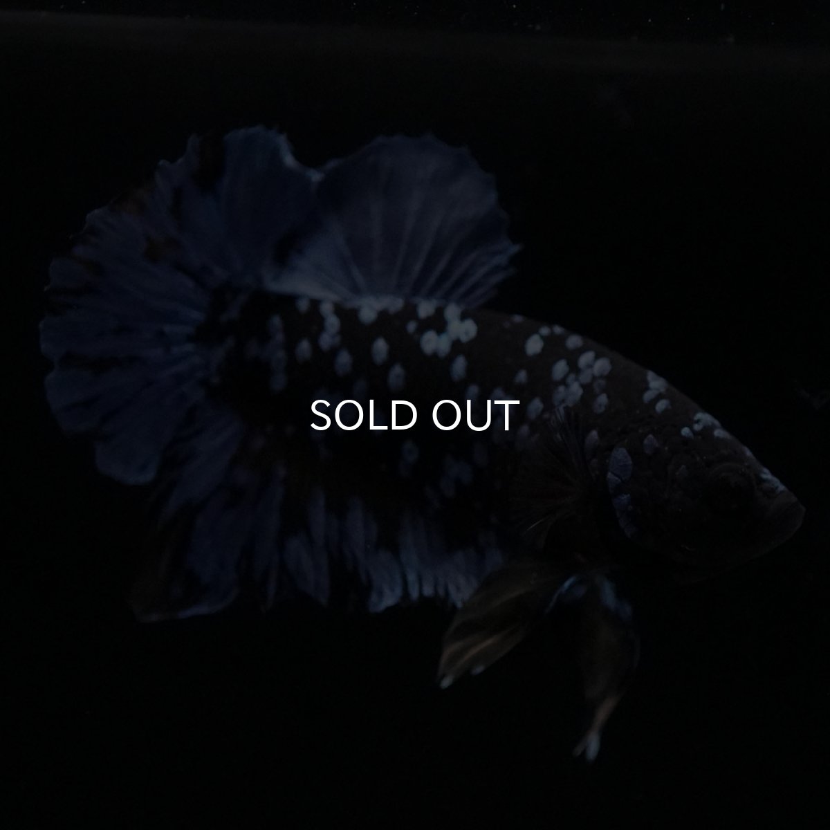 画像6: HMPK　ブルーブラック (6)