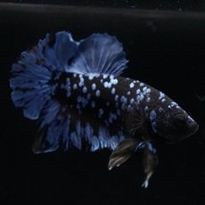 画像6: HMPK　ブルーブラック (6)