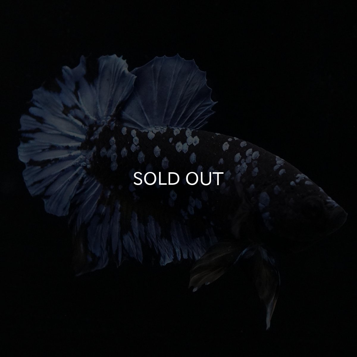 画像4: HMPK　ブルーブラック (4)