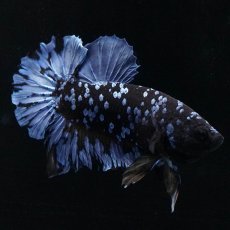 画像4: HMPK　ブルーブラック (4)