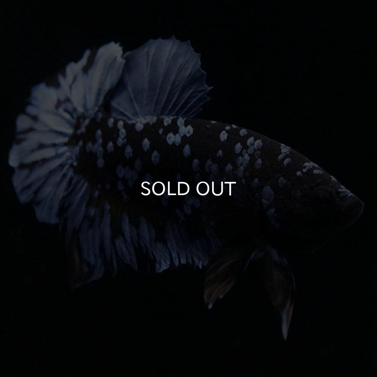 画像2: HMPK　ブルーブラック (2)