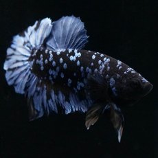 画像2: HMPK　ブルーブラック (2)