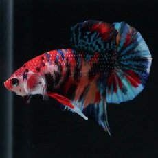 画像8: HMPK　キャンディギャラクシー (8)