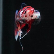 画像6: HMPK　キャンディギャラクシー (6)