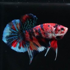 画像4: HMPK　キャンディギャラクシー (4)