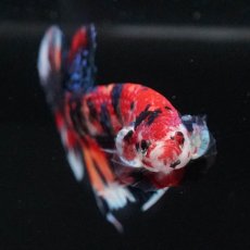 画像3: HMPK　キャンディギャラクシー (3)