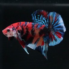 画像5: HMPK　キャンディギャラクシー (5)