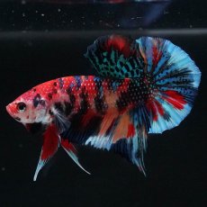 画像2: HMPK　キャンディギャラクシー (2)