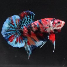 画像1: HMPK　キャンディギャラクシー (1)