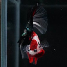 画像15: HM　鯉　クリアフィン (15)