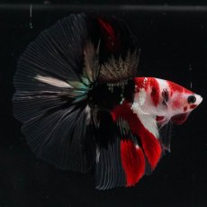 画像18: HM　鯉　クリアフィン (18)