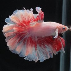 画像4: HM　ファンシー　ローズテール (4)