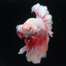 画像6: HM　ファンシー　ローズテール (6)