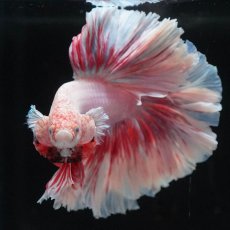 画像3: HM　ファンシー　ローズテール (3)