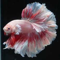 画像12: HM　ファンシー　ローズテール (12)