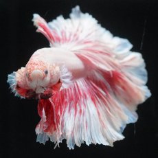 画像10: HM　ファンシー　ローズテール (10)