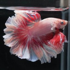 画像11: HM　ファンシー　ローズテール (11)