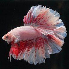 画像8: HM　ファンシー　ローズテール (8)