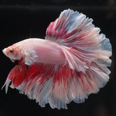 画像2: HM　ファンシー　ローズテール (2)