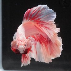 画像9: HM　ファンシー　ローズテール (9)