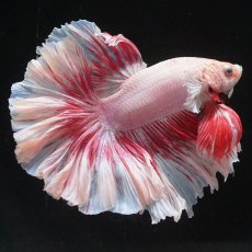 画像1: HM　ファンシー　ローズテール (1)