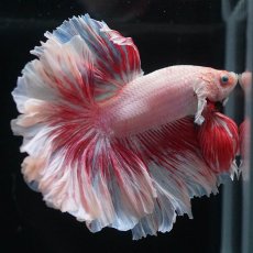 画像7: HM　ファンシー　ローズテール (7)