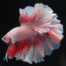 画像5: HM　ファンシー　ローズテール (5)