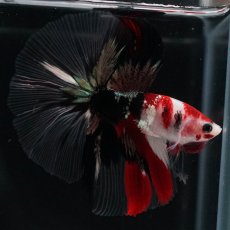 画像17: HM　鯉　クリアフィン (17)