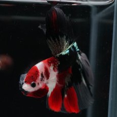 画像13: HM　鯉　クリアフィン (13)