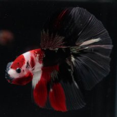 画像5: HM　鯉　クリアフィン (5)