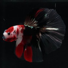 画像2: HM　鯉　クリアフィン (2)