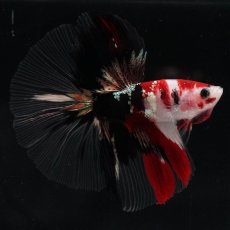 画像16: HM　鯉　クリアフィン (16)