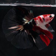 画像14: HM　鯉　クリアフィン (14)