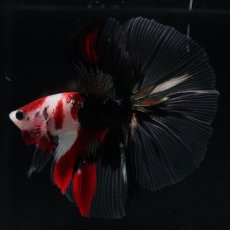 画像7: HM　鯉　クリアフィン (7)