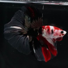 画像12: HM　鯉　クリアフィン (12)