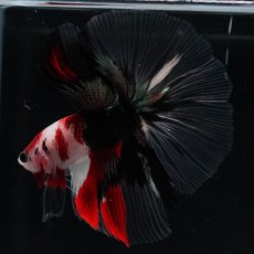 画像11: HM　鯉　クリアフィン (11)