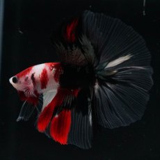 画像9: HM　鯉　クリアフィン (9)